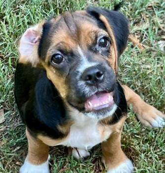 Roxy -  Pug Dog for Adoption in Pawleys Island, South Carolina - Roxy | PetCurious
