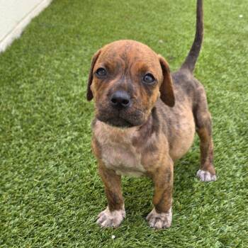 Rescue Mixed Breed Dogs for Adoption in Loxahatchee Groves, Florida - Salem 3429 | PetCurious