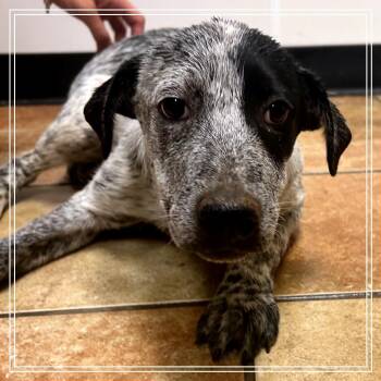 Sporty -  Australian Cattle Dog Blue Heeler and Mixed Breed Dog for Adoption in Midland, Texas - Sporty | PetCurious