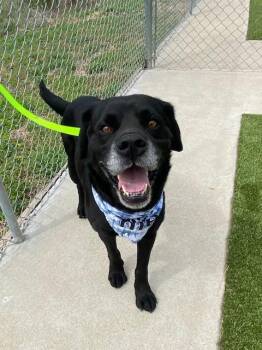 Black Labrador Retriever Dogs Available for Adoption in Fayetteville, Arkansas - Spector | PetCurious