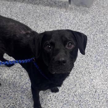 Kylo -  Mixed Breed Dog for Adoption in Greenville, South Carolina - Kylo | PetCurious