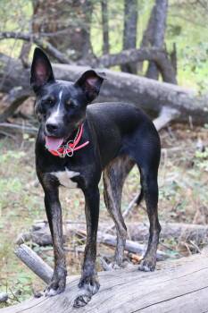 Ebony -  Australian Kelpie Dog for Adoption in Montpelier, Idaho - Ebony | PetCurious