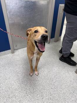 DISEL -  Labrador Retriever and Mixed Breed Dog for Adoption in Pasadena, Texas - DISEL | PetCurious