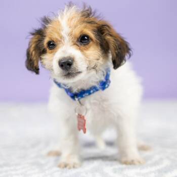 Aspen -  Mixed Breed Dog for Adoption in Portland, Oregon - Aspen | PetCurious