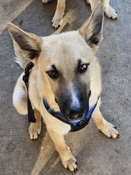 Rescue Shepherd Dogs for Adoption in Bryan, Texas - Gotham | PetCurious