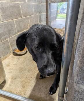 Shania -  Mixed Breed Dog for Adoption in Shelbyville, Tennessee - Shania | PetCurious