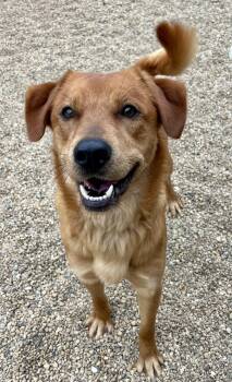 Golden Retriever Dogs Available for Adoption - Prince | PetCurious