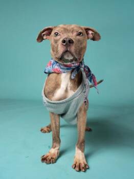 Aioli -  Mixed Breed Dog for Adoption in Atlanta, Georgia - Aioli | PetCurious