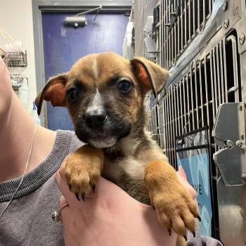 Fava Bean -  Mixed Breed Dog for Adoption in Edwardsville, Illinois - Fava Bean | PetCurious