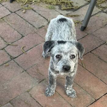 Aussiedoodle and Australian Cattle Dog Blue Heeler Dogs Available for Adoption in Fresno, California - Bleu | PetCurious