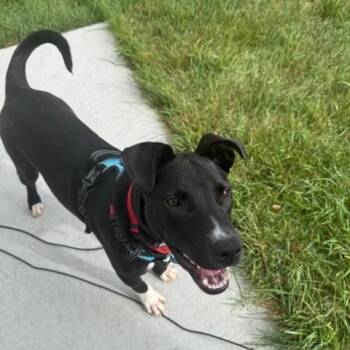 Rescue Mixed Breed Dogs for Adoption in Sioux Falls, South Dakota - Duke | PetCurious