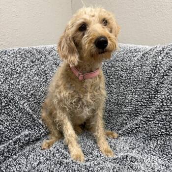 Poodle Dogs Available for Adoption in Parker, Colorado - 456 (2026) Mama Angel | PetCurious