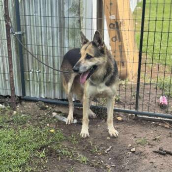 Rescue German Shepherd Dog Dogs for Adoption in Anahuac, Texas - Barnhart | PetCurious