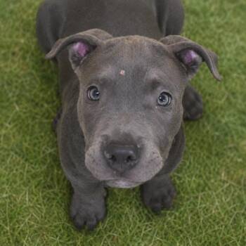 Pit Bull Terrier Dogs Available for Adoption in St. Petersburg, Florida - Peanut | PetCurious