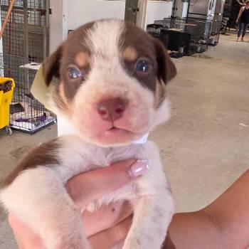 Chord -  Mixed Breed Dog for Adoption in Leander, Texas - Chord | PetCurious