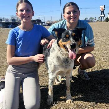 Howlywood -  Australian Cattle Dog Blue Heeler and Collie Dog for Adoption in Stephenville, Texas - Howlywood | PetCurious
