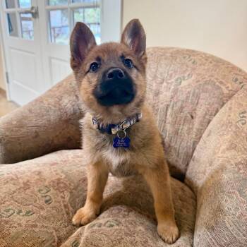 Shepherd Dogs Available for Adoption - Joni | PetCurious