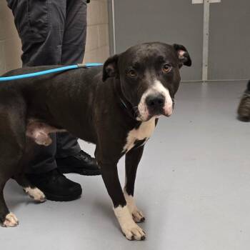 Drako -  Pit Bull Terrier and Mixed Breed Dog for Adoption in Concord, North Carolina - Drako | PetCurious