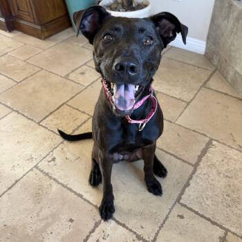 Wednesday -  German Shepherd Dog and Black Labrador Retriever Dog for Adoption in Poway, California - Wednesday | PetCurious