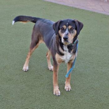 LA6055 Buster -  Shepherd Dog for Adoption in Port Washington, New York - LA6055 Buster | PetCurious
