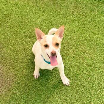 Aspen -  Mixed Breed Dog for Adoption in Las Cruces, New Mexico - Aspen | PetCurious