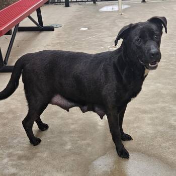 Rescue Black Labrador Retriever and Terrier Dogs for Adoption in Aledo, Texas - Momma Beth | PetCurious