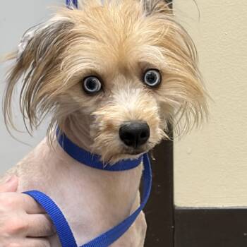 Sally -  Yorkshire Terrier and Australian Shepherd Dog for Adoption in Brentwood, Tennessee - Sally | PetCurious