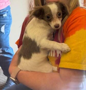 Chihuahua Dogs Available for Adoption in Grafton, Wisconsin - Kai | PetCurious