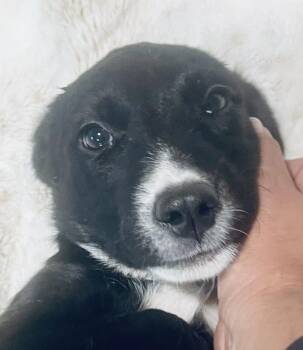 Rescue Mixed Breed Dogs for Adoption in Houston, Texas - Cuddle Bug! Sweet Puppy! | PetCurious