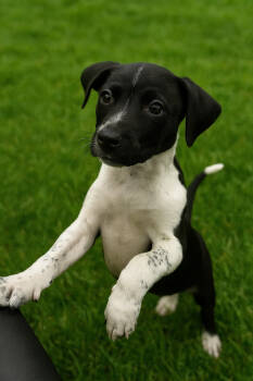 Rescue Hound and Terrier Dogs for Adoption in Carrollton, Virginia - Menace | PetCurious