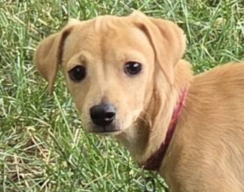 Moyo -  Dachshund and Chihuahua Dog for Adoption in Fort Collins, Colorado - Moyo | PetCurious