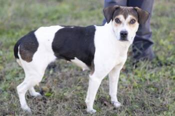Rescue Mixed Breed Dogs for Adoption in Bedford, Indiana - Delilah | PetCurious