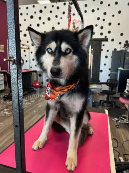 Rip Wheeler -  Husky Dog for Adoption in Cibolo, Texas - Rip Wheeler | PetCurious