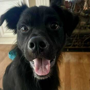 Rescue Flat Coated Retriever and Mixed Breed Dogs for Adoption in Olathe, Kansas - Jet | PetCurious