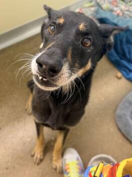 Mixed Breed Dogs Available for Adoption in Cincinnati, Ohio - Bella | PetCurious