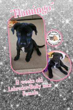 Rescue Labrador Retriever and American Bully Dogs for Adoption in Thomson, Georgia - Flamingo | PetCurious