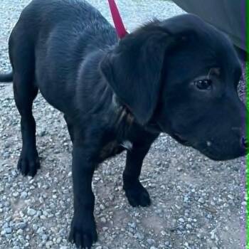 Labrador Retriever Dogs Available for Adoption in Paramus, New Jersey - Spot | PetCurious