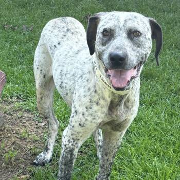Lola -  Catahoula Leopard Dog and Mixed Breed Dog for Adoption in Birmingham, Alabama - Lola | PetCurious
