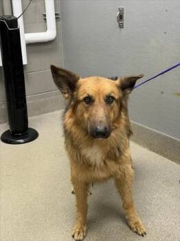DRAKE -  German Shepherd Dog Dog for Adoption in Las Vegas, Nevada - DRAKE | PetCurious