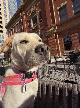 Amber -  Labrador Retriever and Mixed Breed Dog for Adoption in Denver, Colorado - Amber | PetCurious