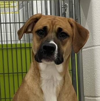 Meadow -  Boxer Dog for Adoption in Golden, Colorado - Meadow | PetCurious
