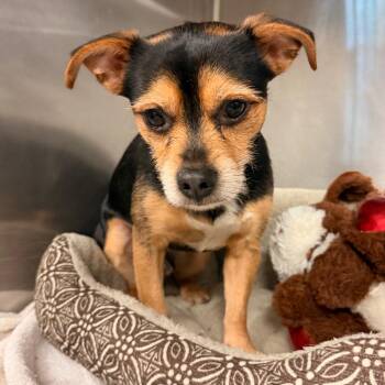 Terrier Dogs Available for Adoption in Evensville, Tennessee - Toby | PetCurious