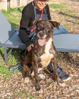 Dale -  Mixed Breed Dog for Adoption in Chamblee, Georgia - Dale | PetCurious