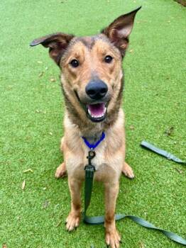 Mixed Breed Dogs Available for Adoption in West Chester, Pennsylvania - Admiral | PetCurious