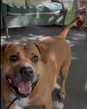 Rescue Mixed Breed Dogs for Adoption in Mauston, Wisconsin - Charlie | PetCurious