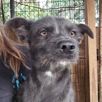 Rescue Terrier and Mixed Breed Dogs for Adoption in Williston, Florida - Elizabeth Bennet | PetCurious