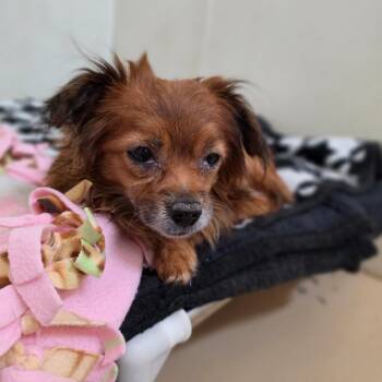 Pomeranian and Mixed Breed Dogs Available for Adoption in Chino Hills, California - Red - Chino Hills Location | PetCurious