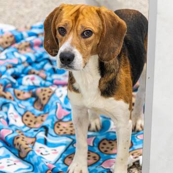 Beagle Dogs Available for Adoption in Des Moines, Iowa - Courage | PetCurious