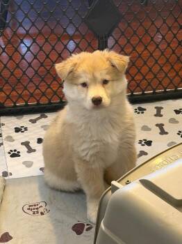 Border Collie Dogs Available for Adoption - Frank - Fern’s F Litter | PetCurious