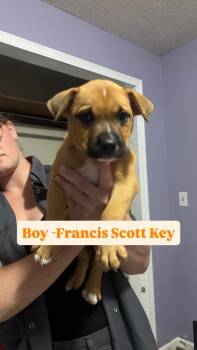 Francis Scott Key (Yellow collar) -  Boxer and Pit Bull Terrier Dog for Adoption in Russellville, Kentucky - Francis Scott Key (Yellow Collar) | PetCurious